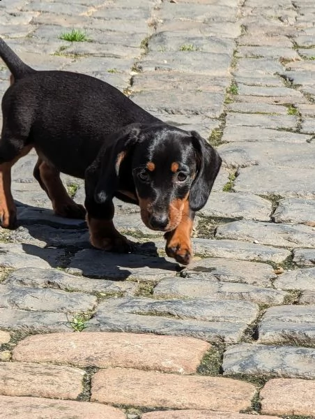 disponibili cuccioli di bassotto tedesco | Foto 1