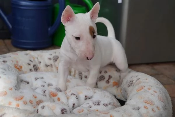 3 splendidi cuccioli di bull terrier | Foto 4