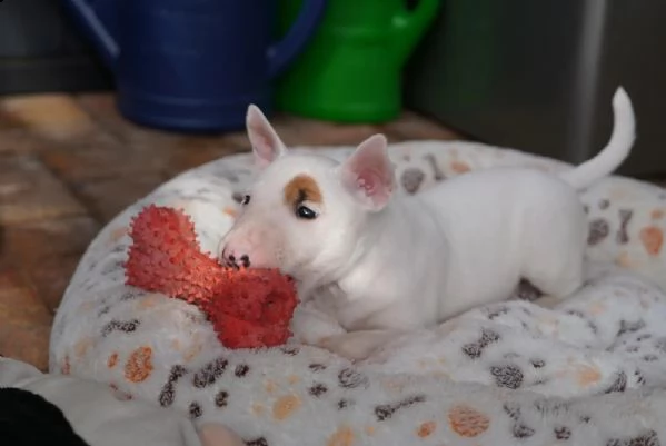 3 splendidi cuccioli di bull terrier | Foto 3