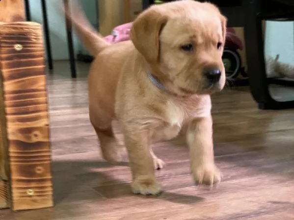 3  cuccioli di labrador cioccolato con pedigree | Foto 2