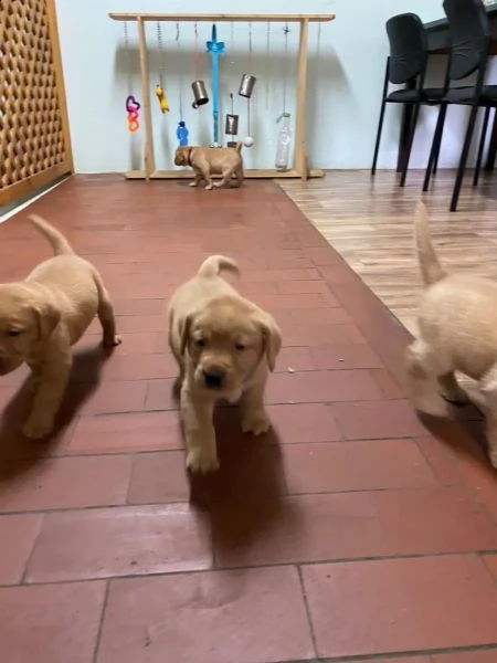 3  cuccioli di labrador cioccolato con pedigree | Foto 1