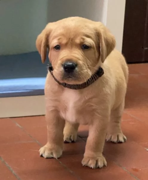 3  cuccioli di labrador cioccolato con pedigree