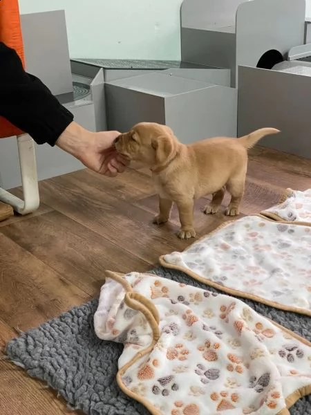 3  cuccioli di labrador cioccolato con pedigree | Foto 0