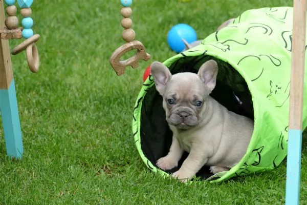 bellissimi cuccioli di bulldog francese cercano casa | Foto 2