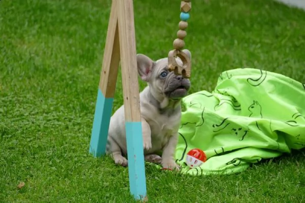 bellissimi cuccioli di bulldog francese cercano casa | Foto 1