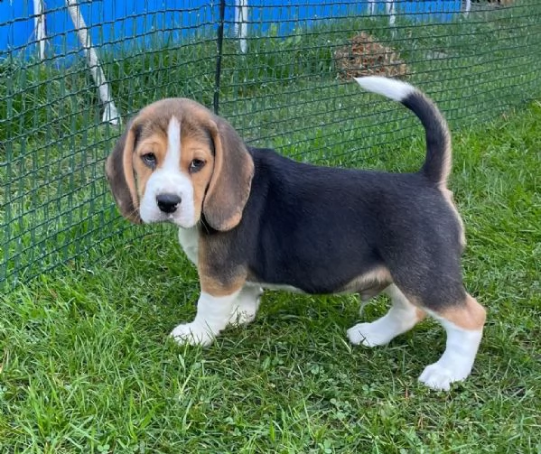 (3)cuccioli di beagle cioccolato con pedigree | Foto 2
