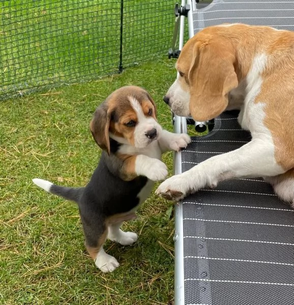 (3)cuccioli di beagle cioccolato con pedigree | Foto 1