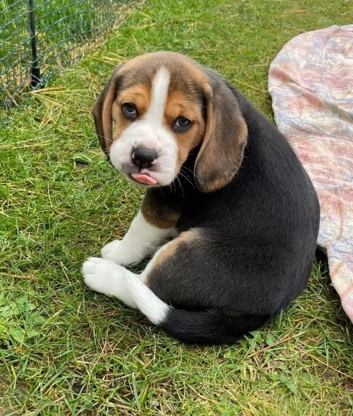 (3)cuccioli di beagle cioccolato con pedigree | Foto 0