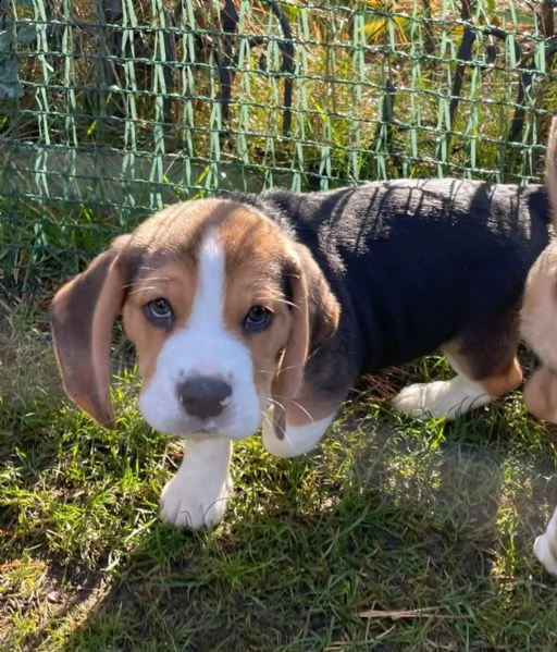 (3)cuccioli di beagle cioccolato con pedigree