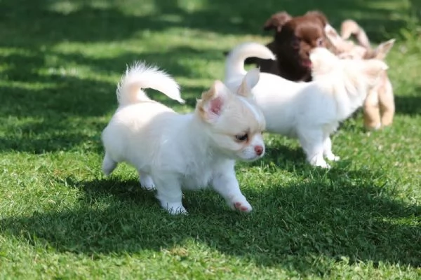 Bellissimi cuccioli di chihuahua | Foto 2