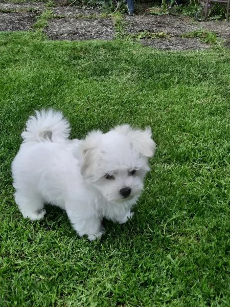 Puro sangue maltese di cuccioli campioni,