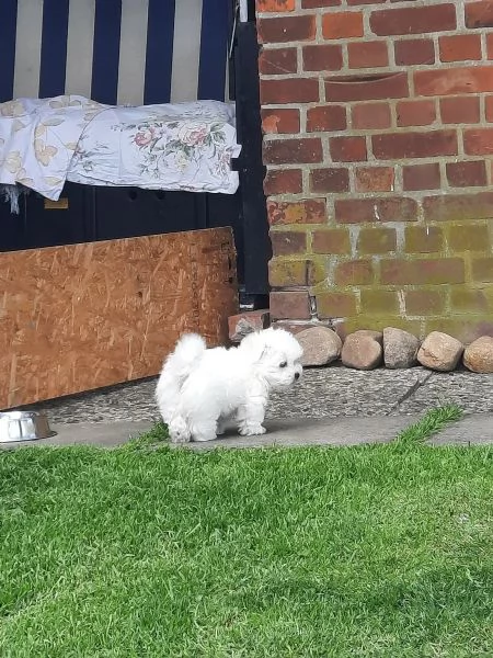 Bellissimo cucciolo di cane maltese | Foto 3