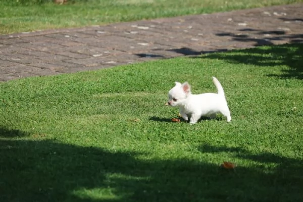 Cuccioli maltesi kC di piccola taglia | Foto 1