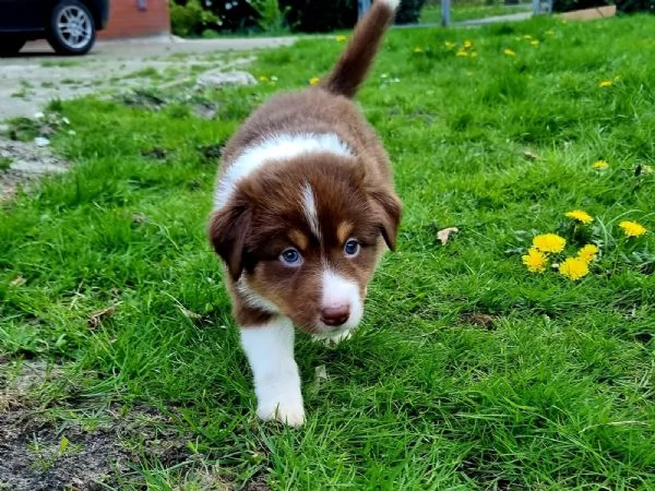 Cuccioli di pastore australiano | Foto 3