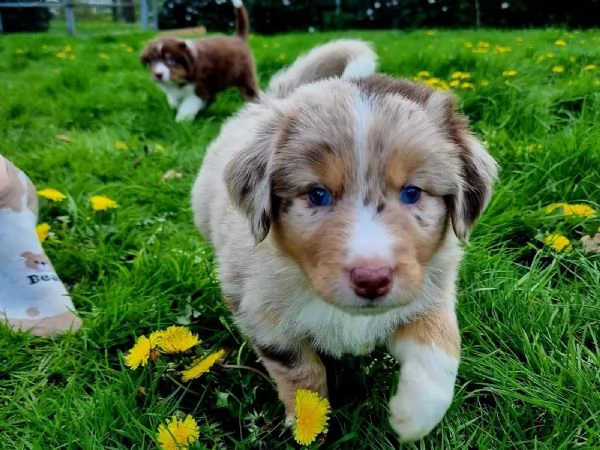 CUCCIOLI PASTORE AUSTRALIANO