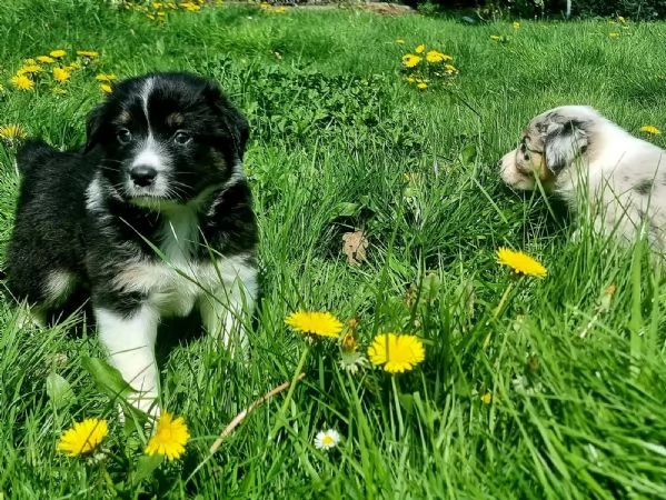 Cuccioli di Pastore Australiano | Foto 2