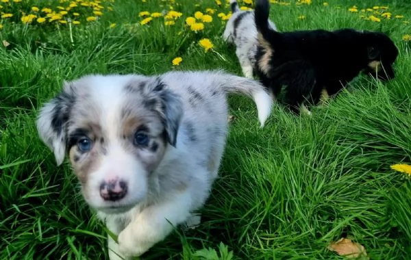 Cuccioli di Pastore Australiano | Foto 1