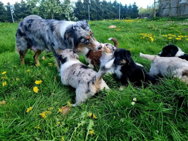 Cuccioli di Pastore Australiano | Foto 0