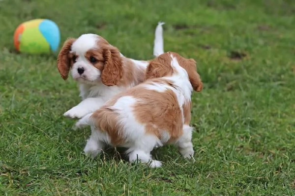 Cucciolo di Cavalier King Charles Spaniel | Foto 1
