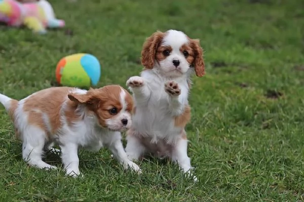 Cucciolo di Cavalier King Charles Spaniel | Foto 0