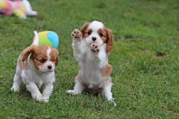 Cucciolo di Cavalier King Charles Spaniel