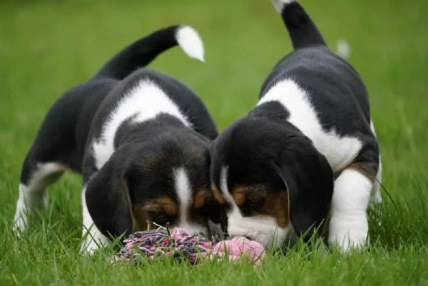 REGALO CUCCIOLI DI BEAGLE