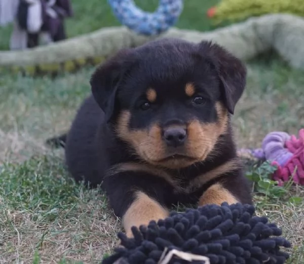 Cuccioli Rottweiler alta genealogia | Foto 2