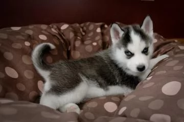 Cuccioli Siberian Husky