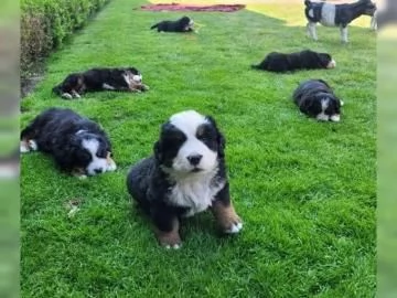 Meravigliosi cuccioli di Bovaro del Bernese | Foto 0