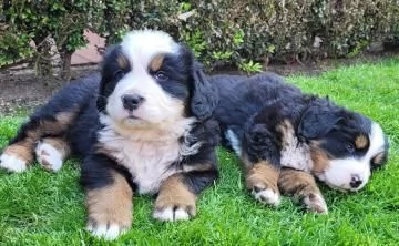 Cucciola di Bovaro del Bernese | Foto 3