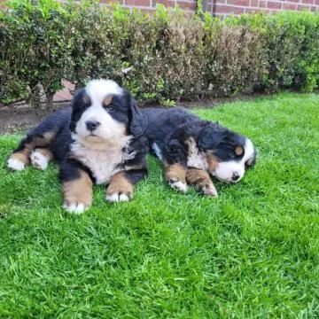 Cucciola di Bovaro del Bernese | Foto 2