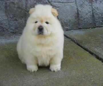 vendita cuccioli di chow chow