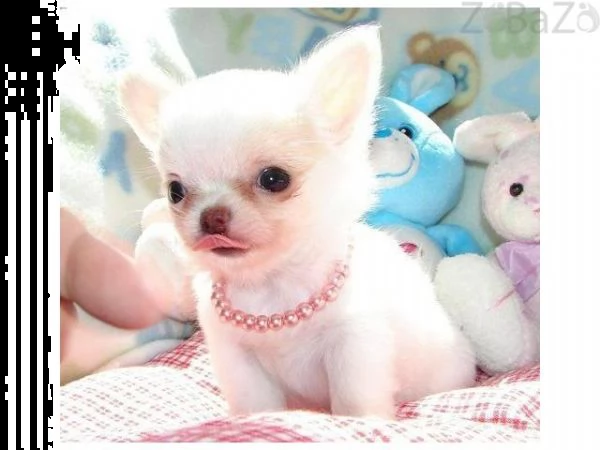 vendita cuccioli di chihuahua