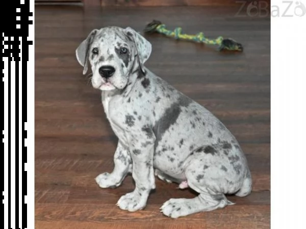 cuccioli di alano in adozione