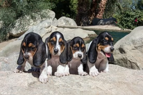 cuccioli di basset hound in adozione