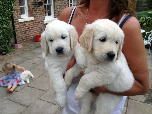 vendita cuccioli di golden retriever