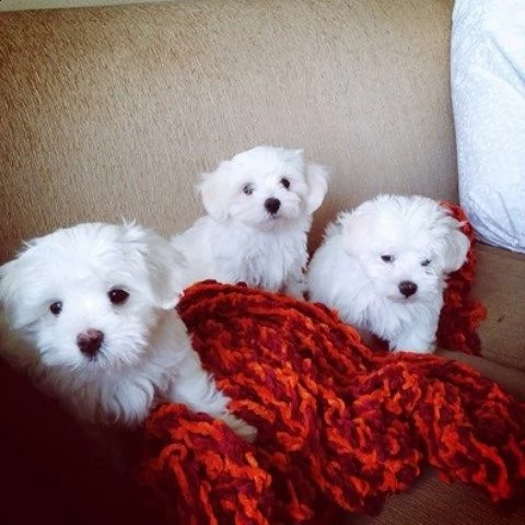 vendo cuccioli di maltese