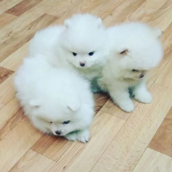 cuccioli di volpino di pomerania