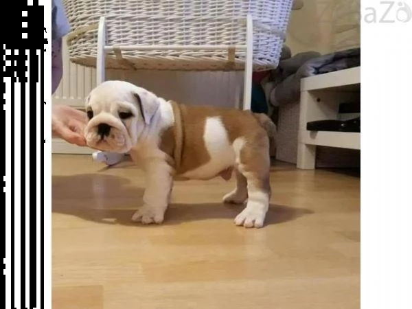 regalo cuccioli bulldog inglese per l'adozione