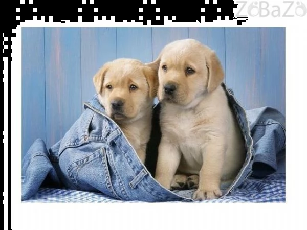 regalo adorabili cuccioli di la labrador chicolato