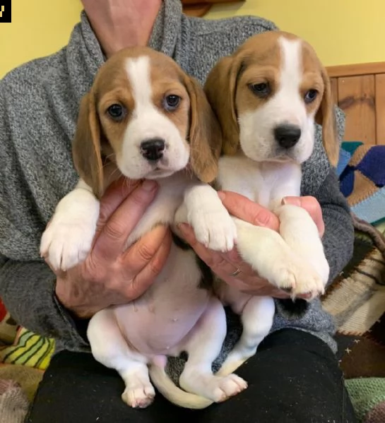 regalo cuccioli di beagle maschi che femmine nb,