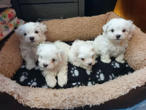 cuccioli di maltesi mini toy. 