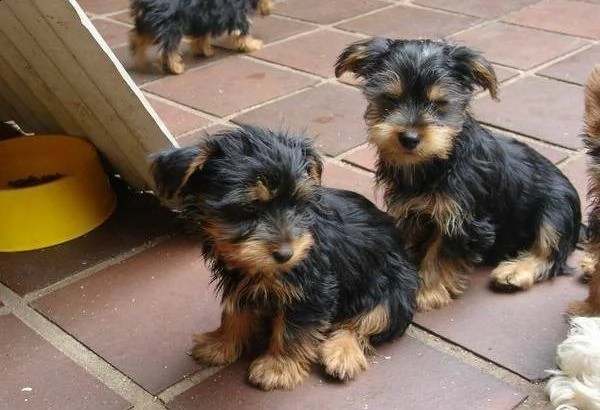 regalo cuccioli di yorkshire.