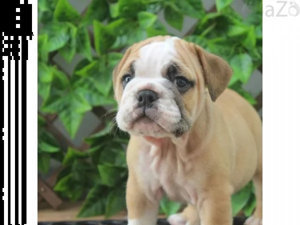 cucciolo di bulldog inglese