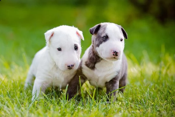 maschio e femmina cucciolo bulll terrier