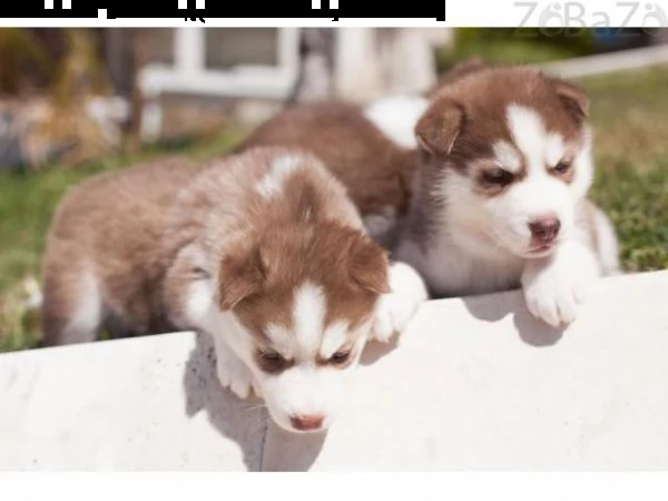 regalo cuccioli di siberian husky 