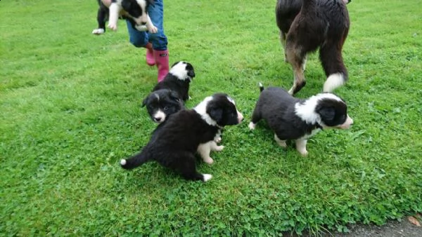 cuccioli di border collie.
