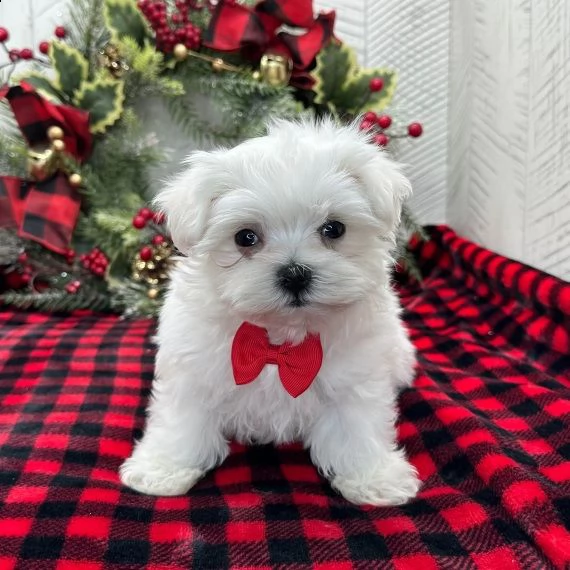 maltese cuccioli per l'adozione bellissima cucciolata cerca nuova famiglia, 4 maschi e 3 femmina, 60