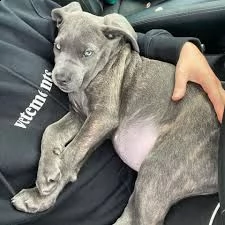 cuccioli di cane corso disponibili | Foto 1
