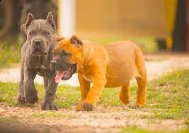 cuccioli di cane corso disponibili | Foto 0